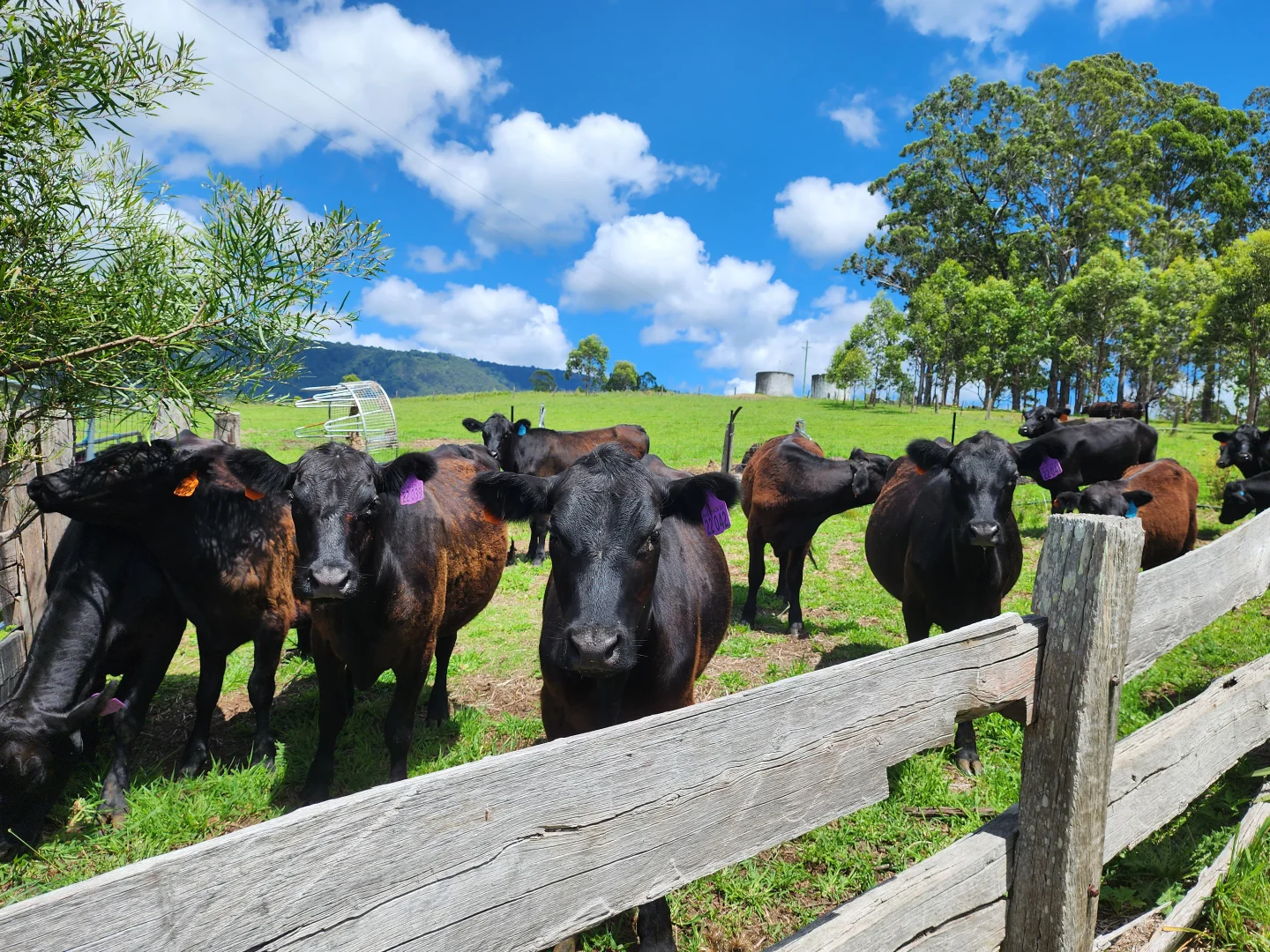 Additional image 26 of 497 Yabbra Road, Yabbra NSW 2469