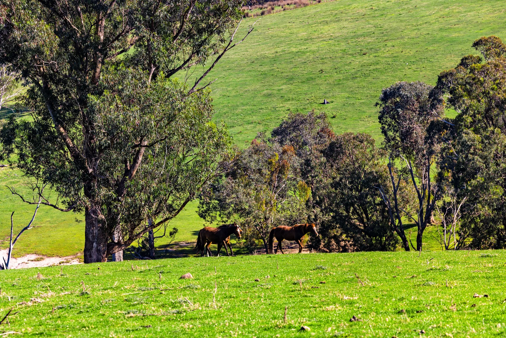 Additional image 47 of 151 Wattle Hill Road, Buchan South VIC 3885