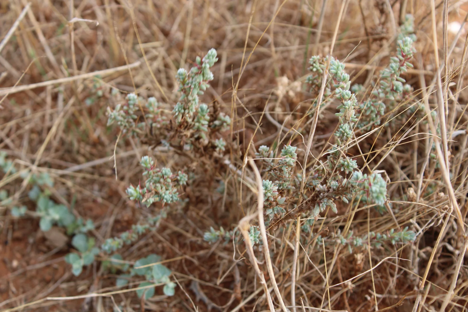 Additional image 50 of 1860 Cleary Road, Terowie SA 5421