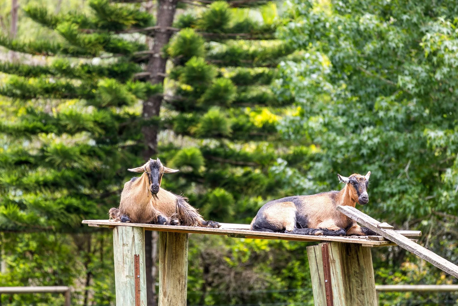 Additional image 26 of 111 Colemans Farm Road, Yandina QLD 4561