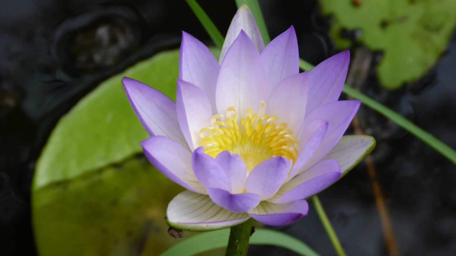 Additional image 32 of Notch Point Road, Ilbilbie QLD 4738