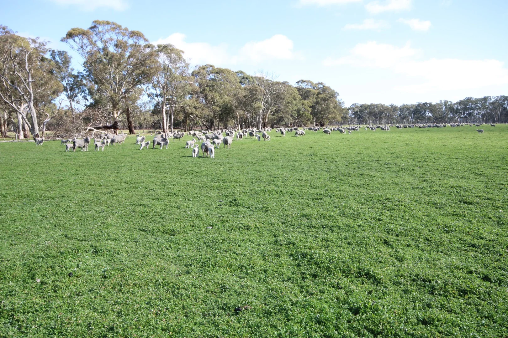 202 Malones Road, Naracoorte SA 5271