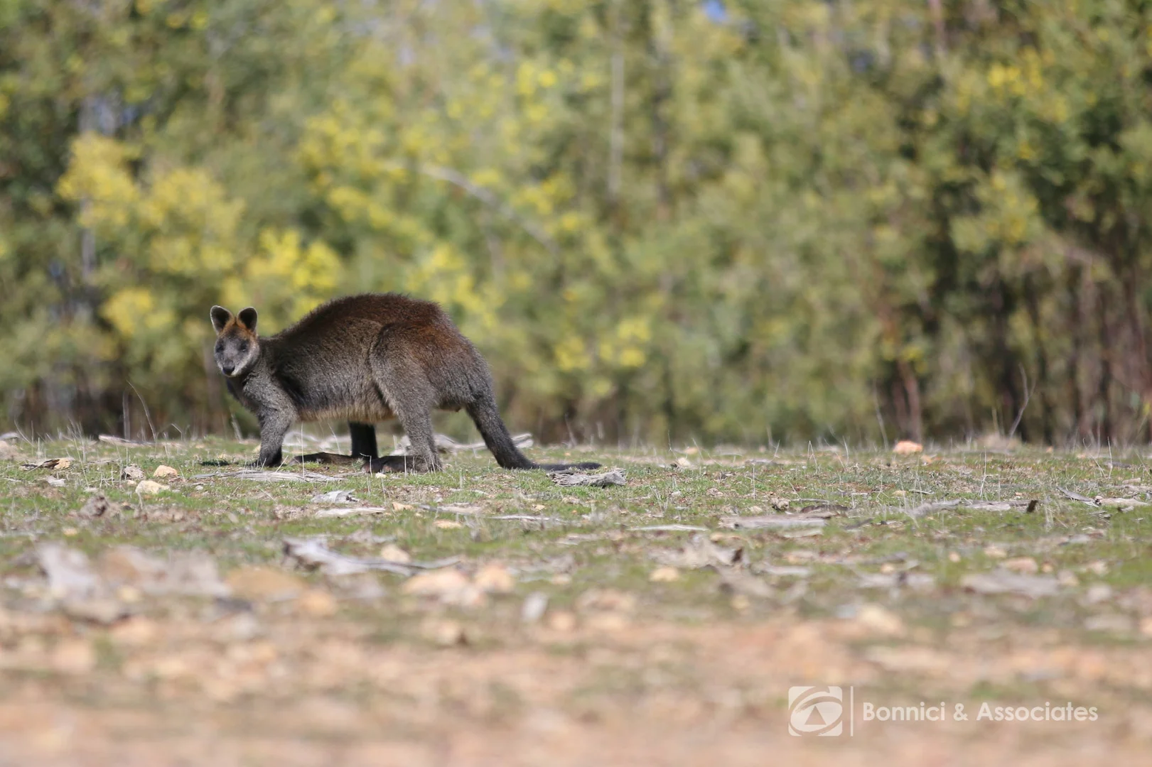 Additional image 11 of 192A Ross Lane, Cudgewa VIC 3705