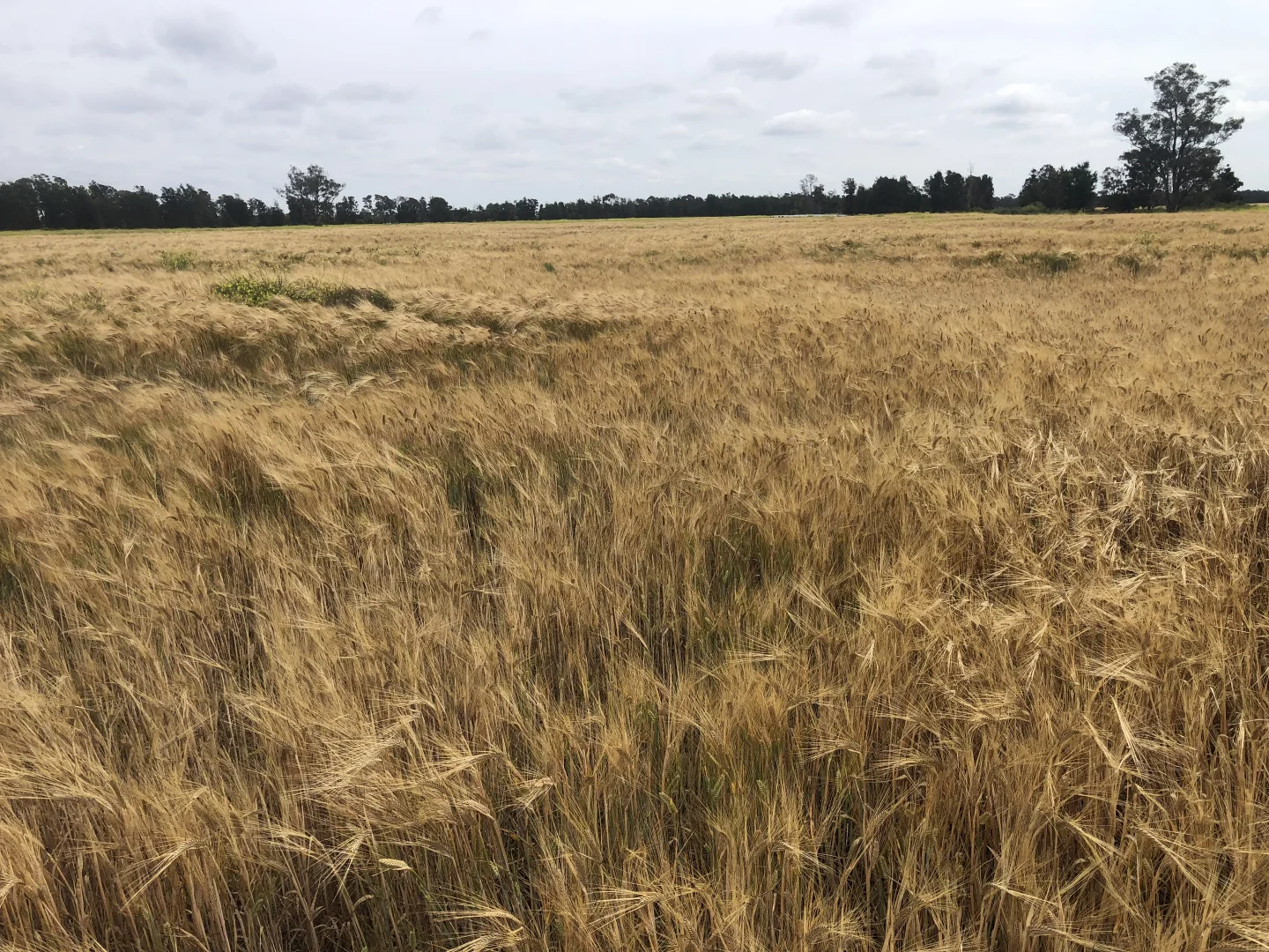 Additional image 8 of 31850 Cunningham Highway, Goondiwindi QLD 4390