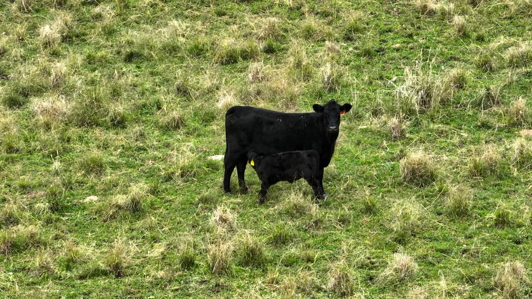 Additional image 13 of The Glen, Berrigal NSW 2390