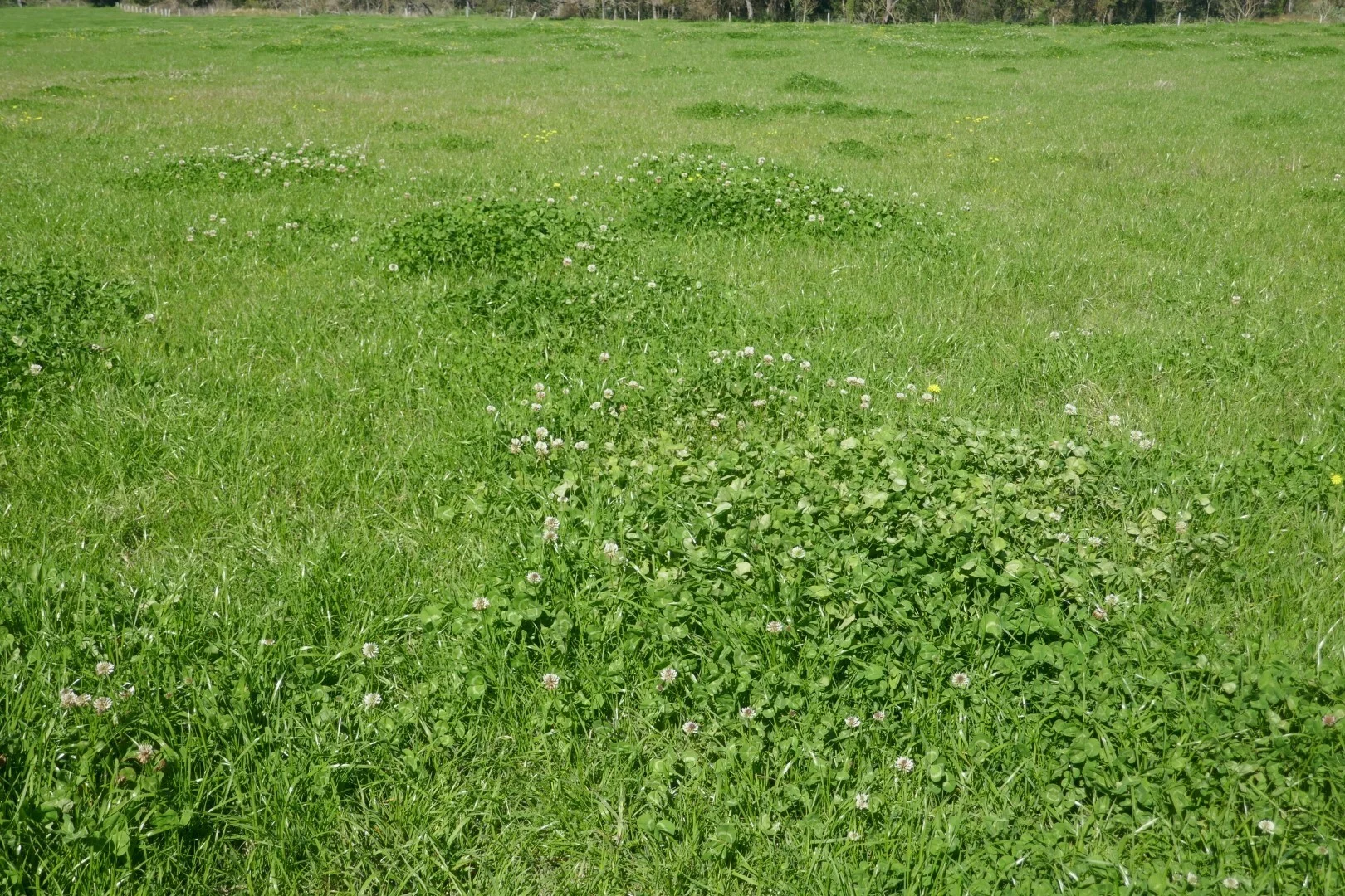 Additional image 6 of 1100 Iron Pot Creek & Ghinni Ghi Roads, Kyogle NSW 2474
