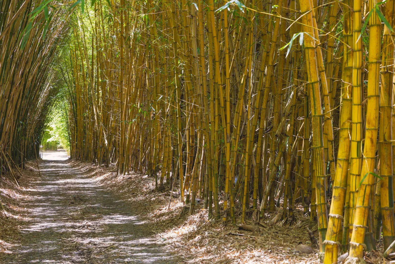 Additional image 4 of 1171 Eumundi - Kenilworth Road, Belli Park QLD 4562