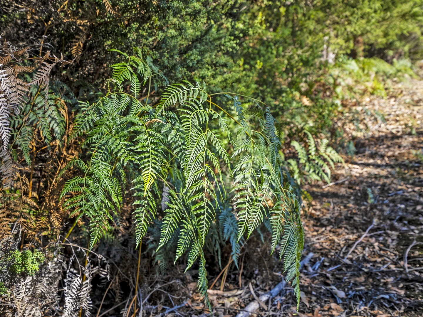 Additional image 43 of 312 Lookout Road, Port Arthur TAS 7182