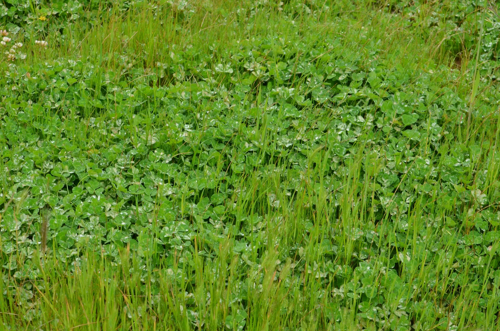 Additional image 6 of 260 Burns Munn Road, Edenhope VIC 3318