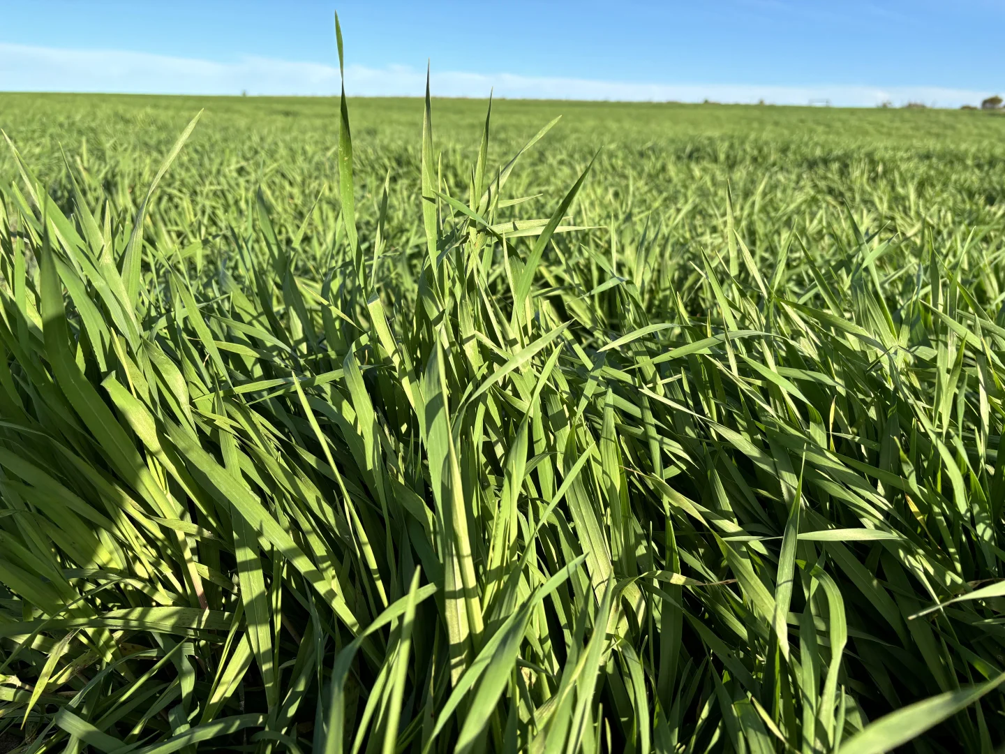 Additional image 13 of Section 82 Chilmans Road, Port Neill SA 5604