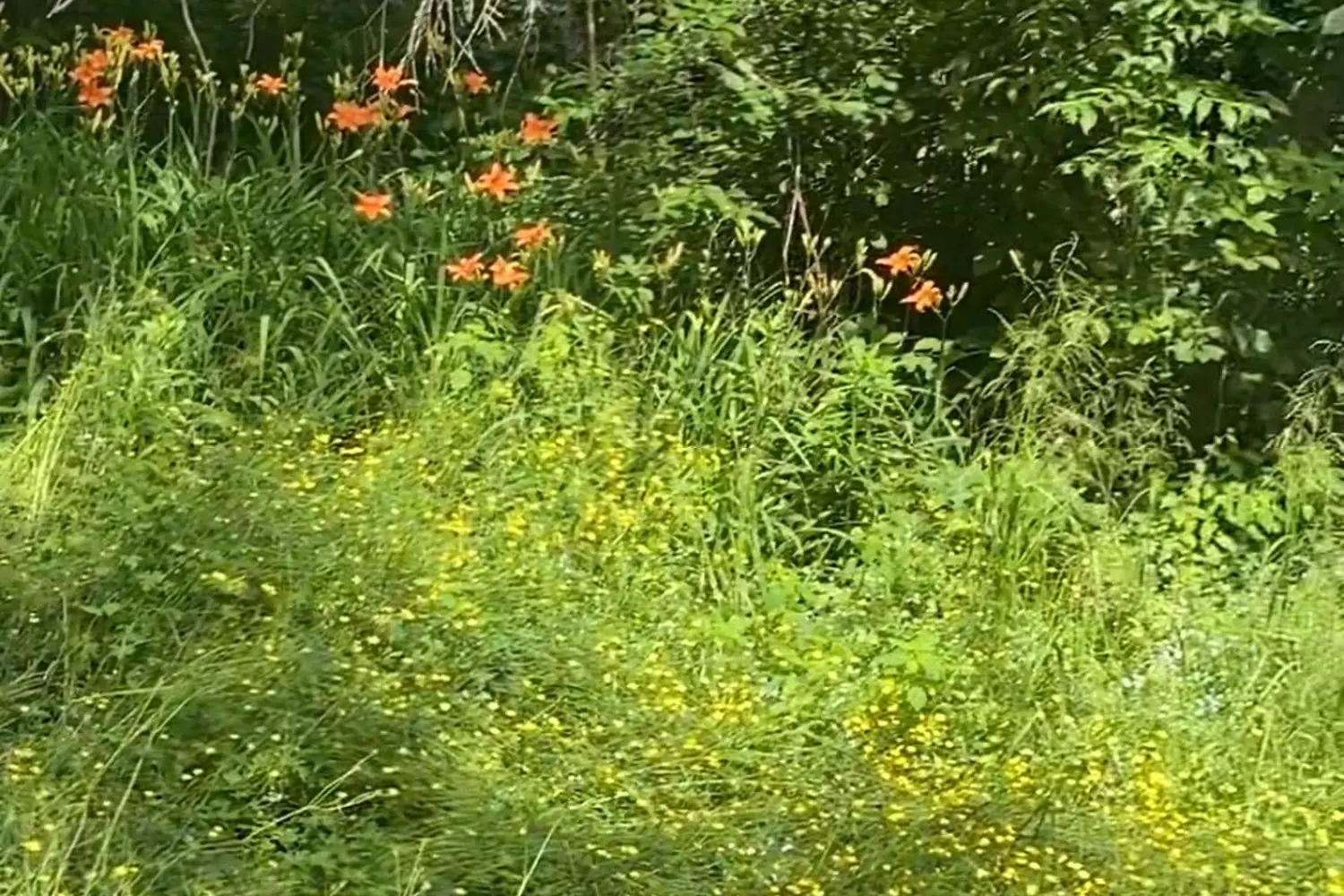 Additional image 18 of 16 Cora Street