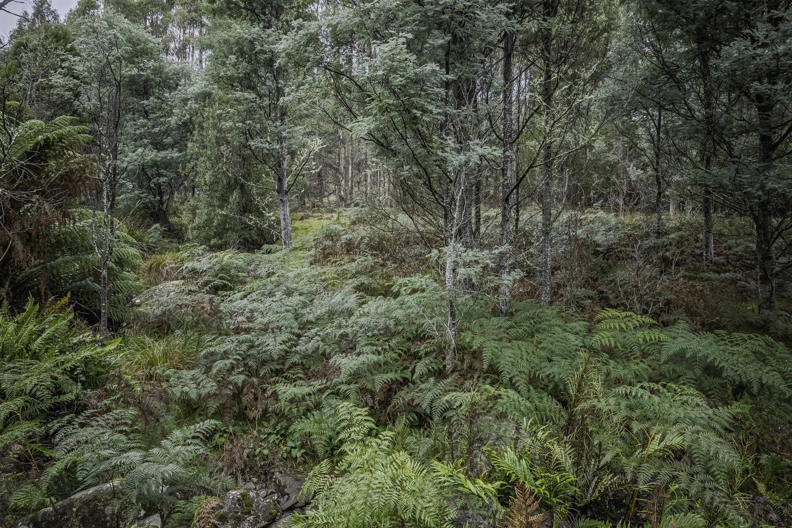 Additional image 33 of Judbury TAS 7109