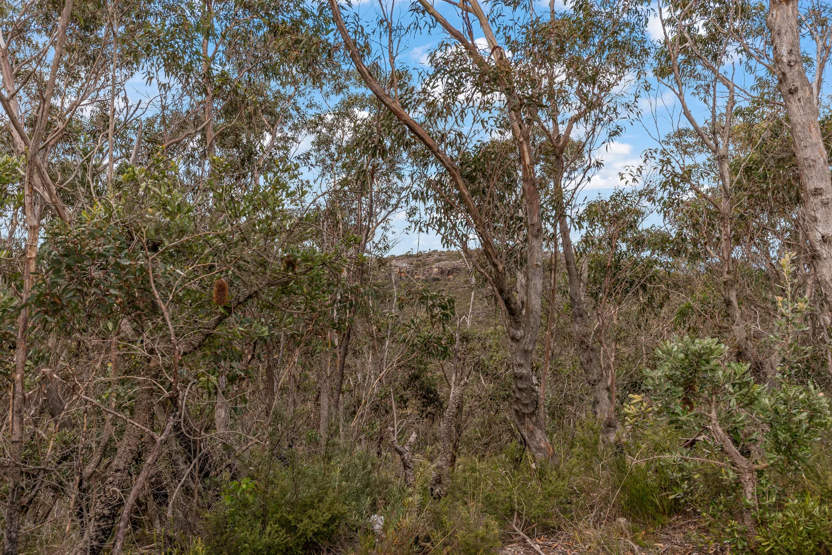 Additional image 23 of 174 Tableland Rd, Wentworth Falls NSW 2782