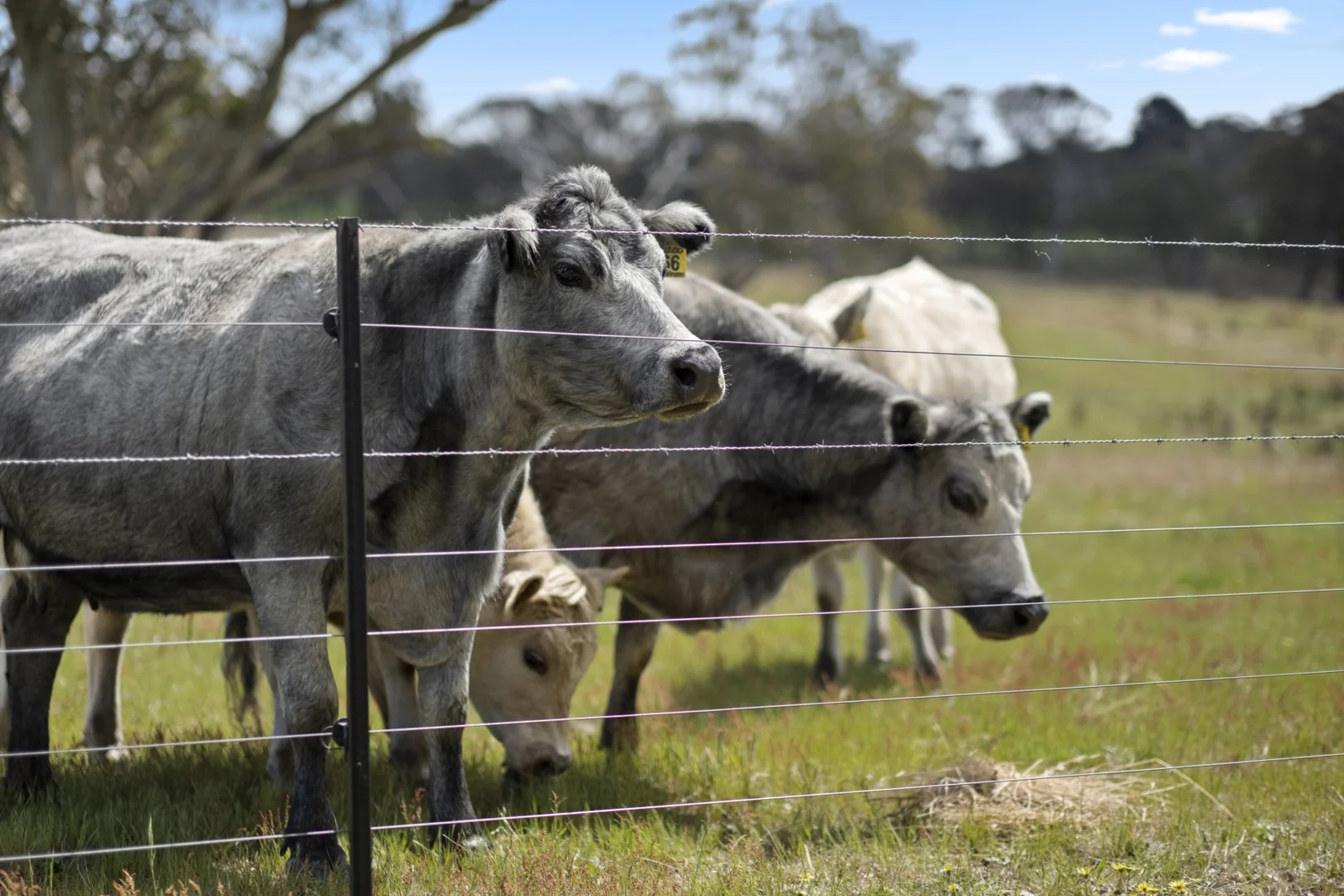 Additional image 20 of 1854 Range Road, Mummel NSW 2580