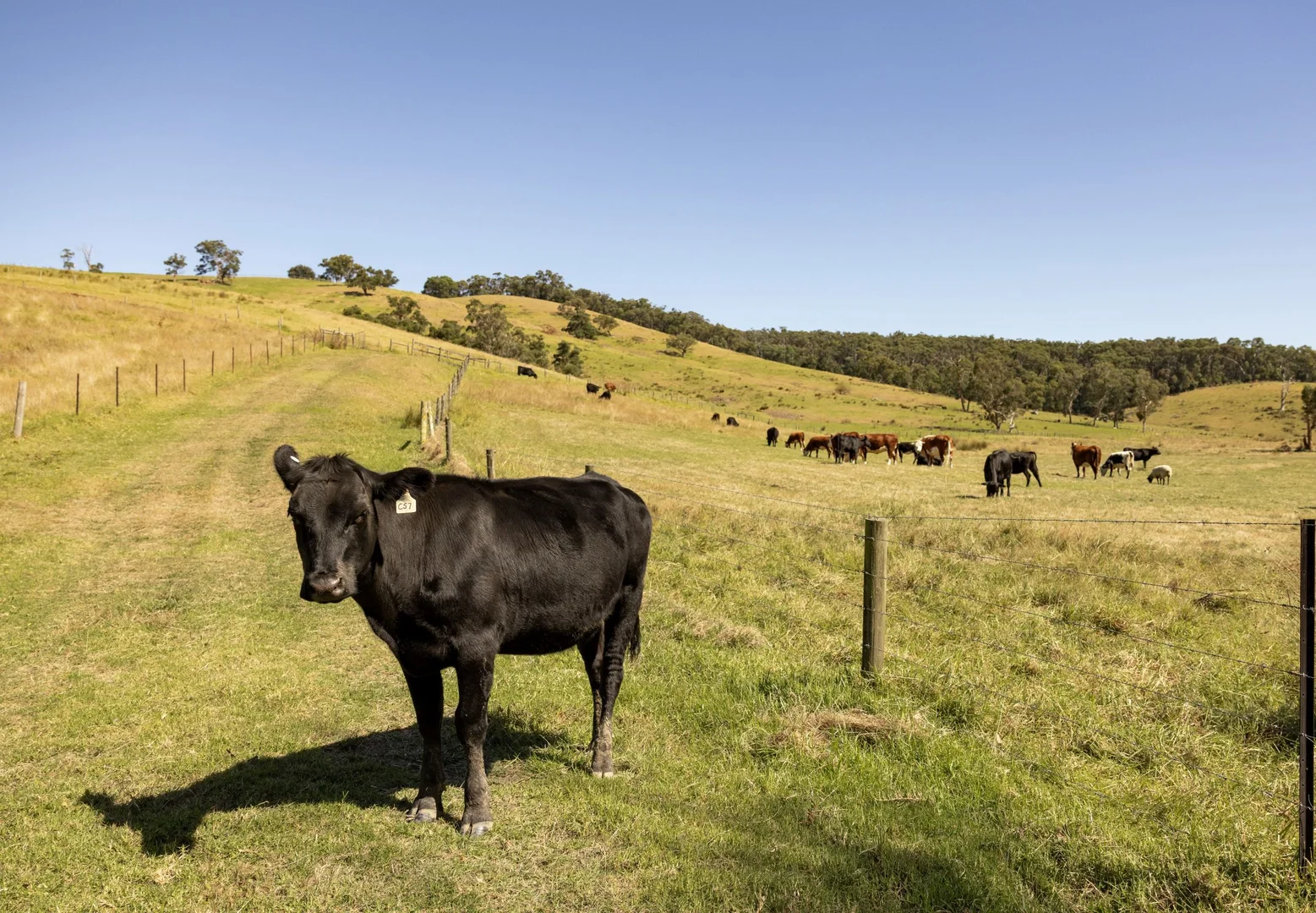 Additional image 26 of 270 Morrison Road, Pakenham Upper VIC 3810