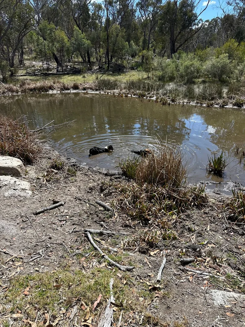 Additional image 3 of Lot 1 Brusharbers Road, Tenterfield NSW 2372