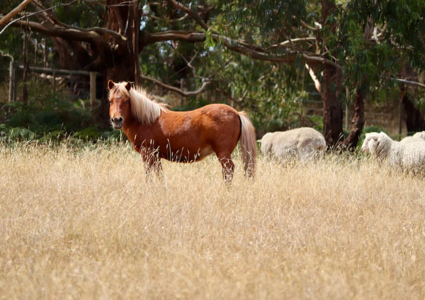 Additional image 9 of 100 Address Available Upon Request, Bellbrae VIC 3228