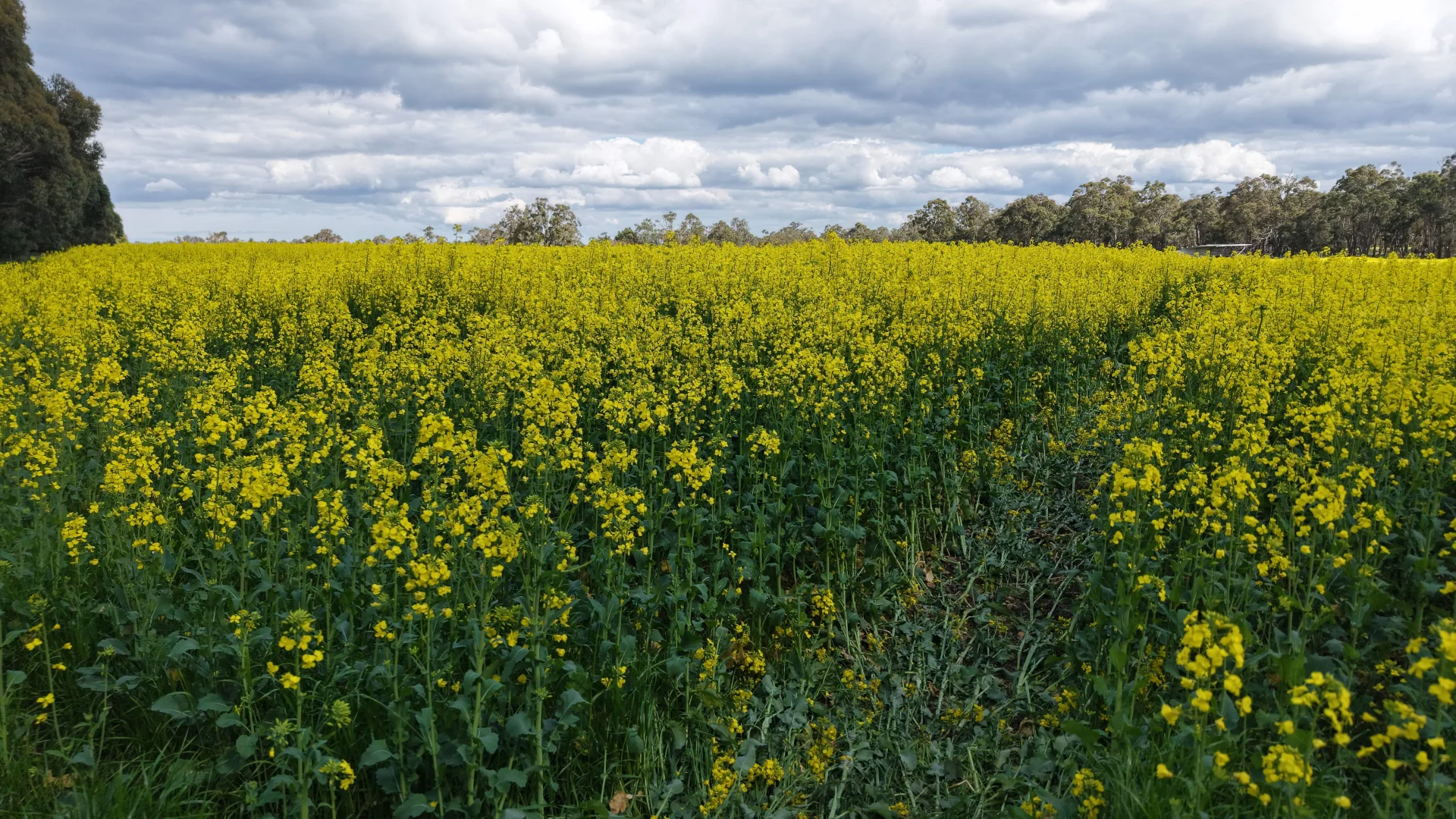 Additional image 10 of 171 Kwornicup Road, Forest Hill WA 6324