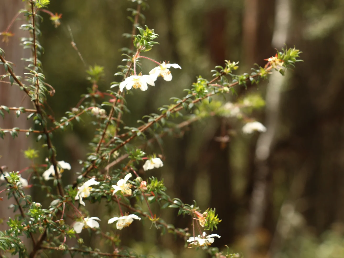 Additional image 4 of 78 Cethana Road, Cethana TAS 7306