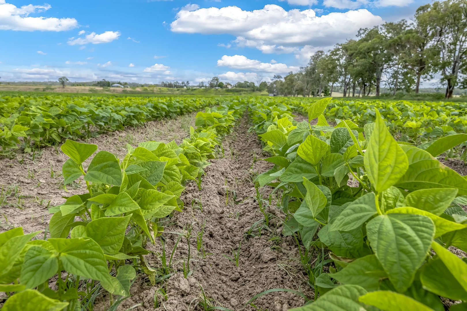 Additional image 7 of 1670 Rosedale Road, Avondale QLD 4670