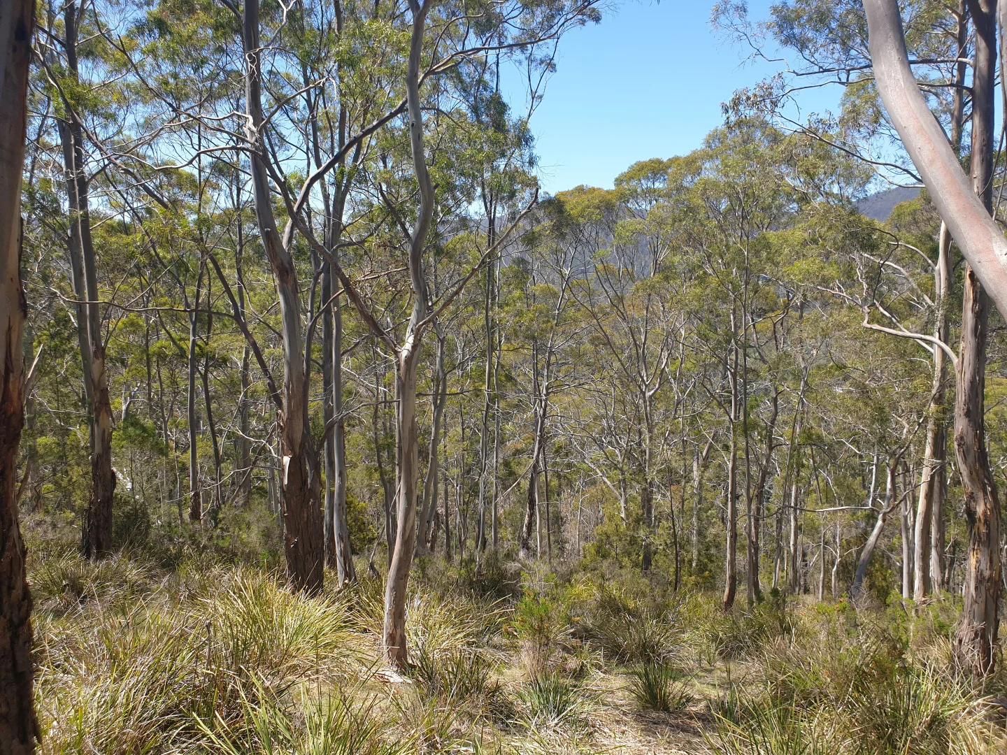 Additional image 6 of Lot 9 Bull Oak Way, Grove TAS 7109