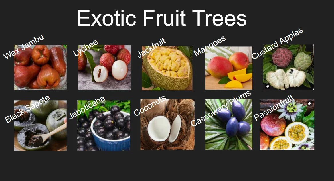 Additional image 25 of 27 English Road, Julatten Mountain Retreat, Julatten QLD 4871