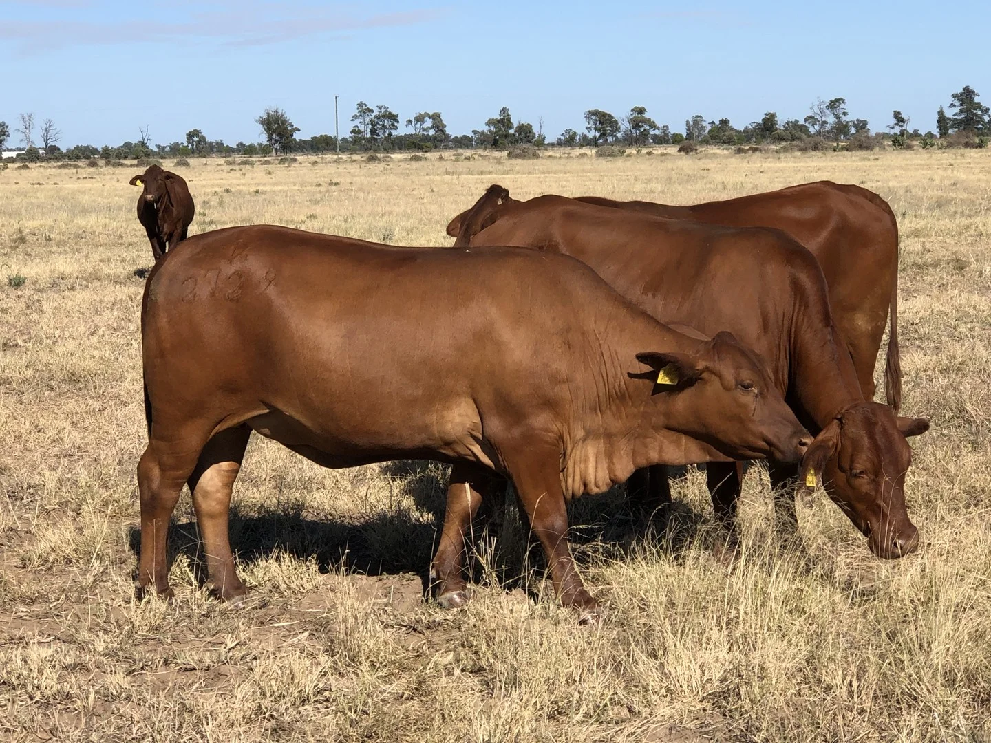 Additional image 3 of 31850 Cunningham Highway, Goondiwindi QLD 4390