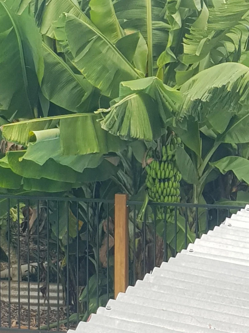 Additional image 29 of 3772 The Bucketts Way, Krambach NSW 2429