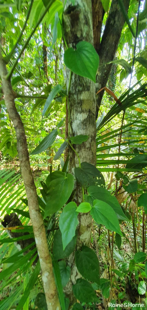 Additional image 30 of Lot 81 Cape Tribulation Road, DIWAN,, Daintree QLD 4873