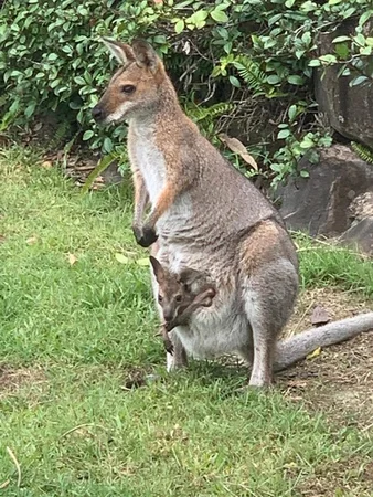 Additional image 16 of 3/53 Uplands Court, Tallai QLD 4213