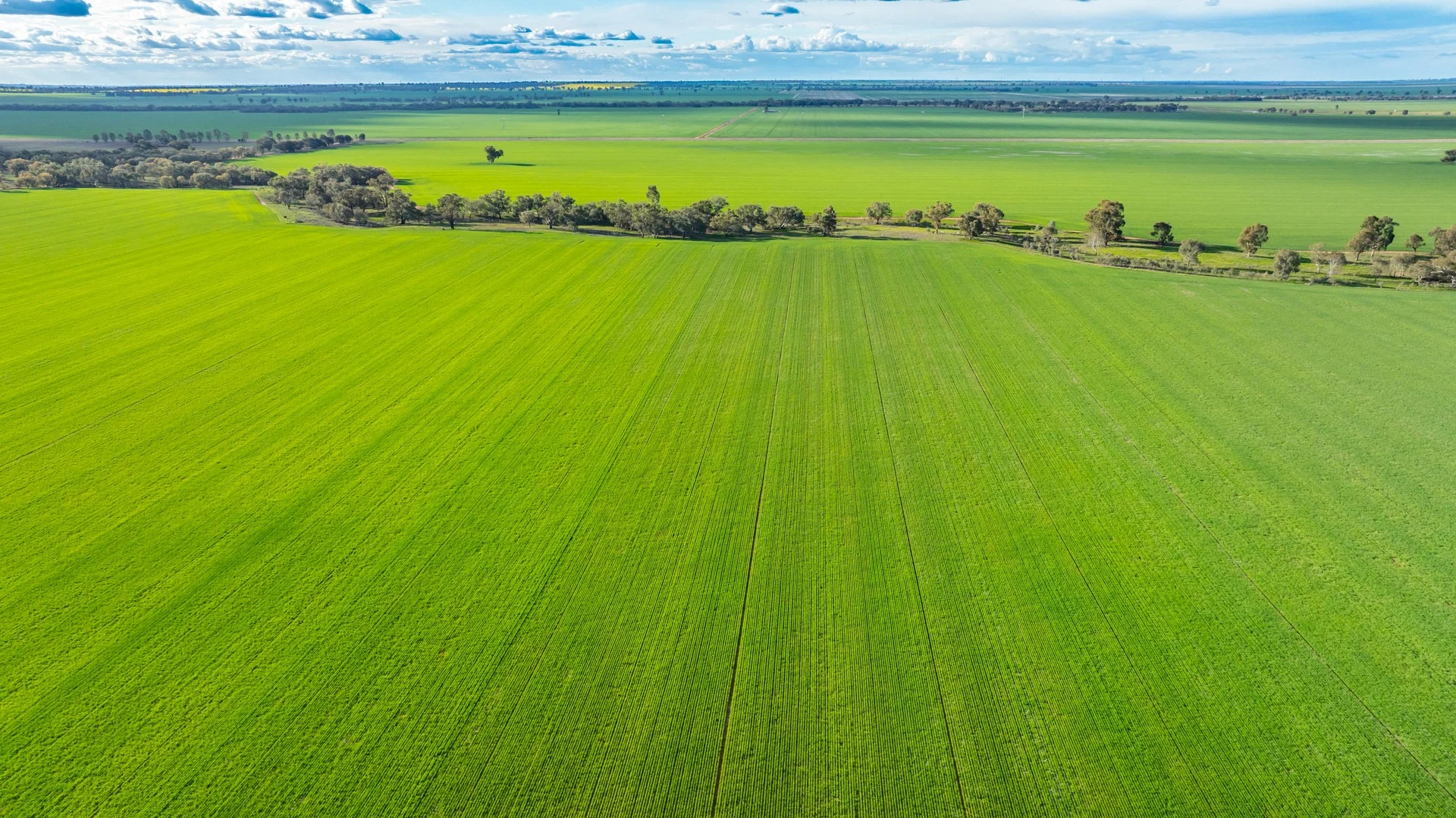 1250 Barracluffs Road, Bidgeemia NSW 2642