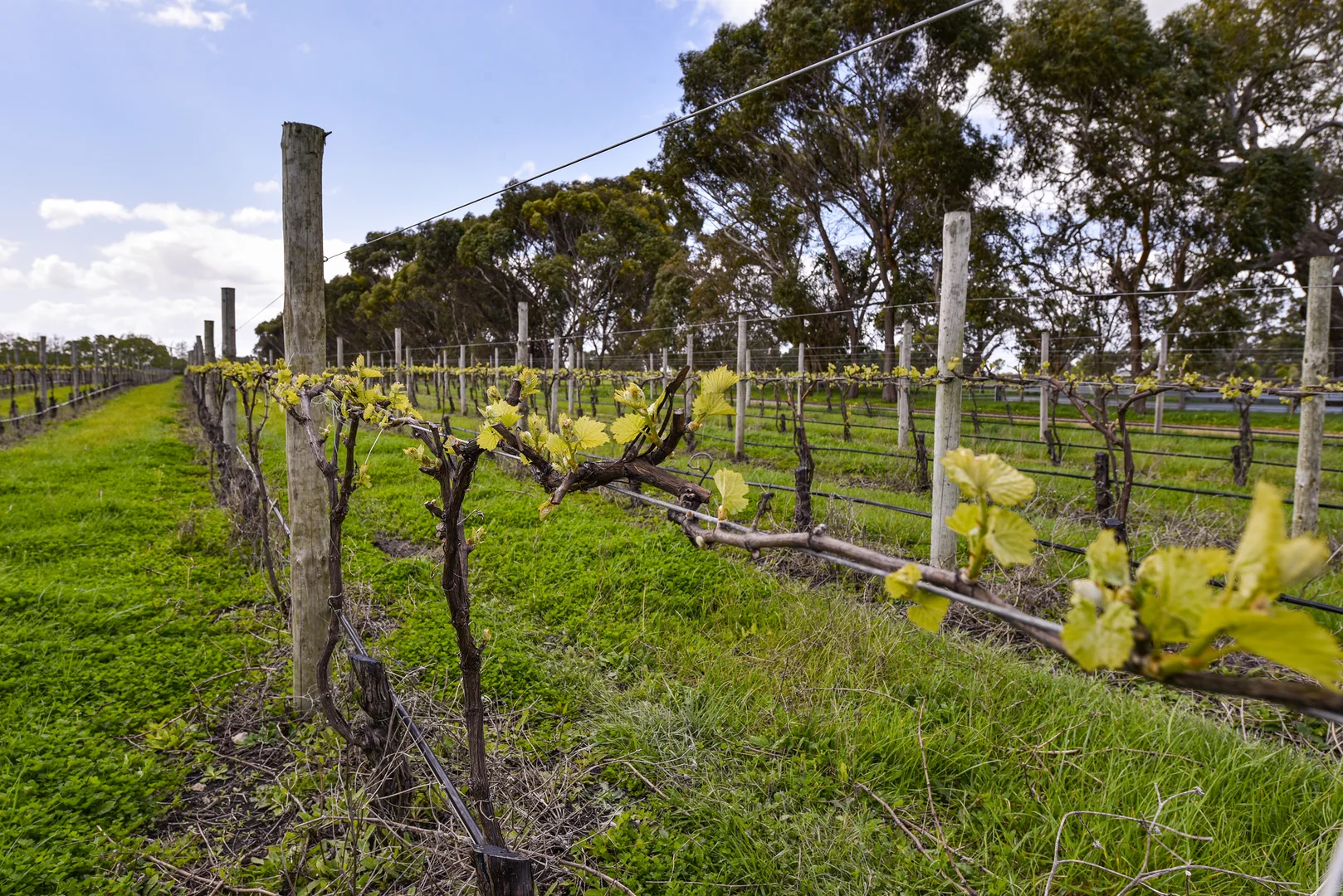 Additional image 11 of LOT 102, Bond Road, Penola SA 5277