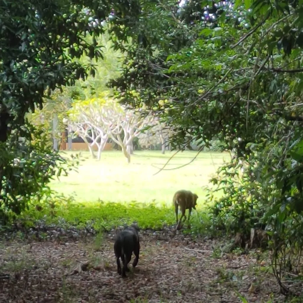 Additional image 9 of 29 Railway Avenue, Cooktown QLD 4895