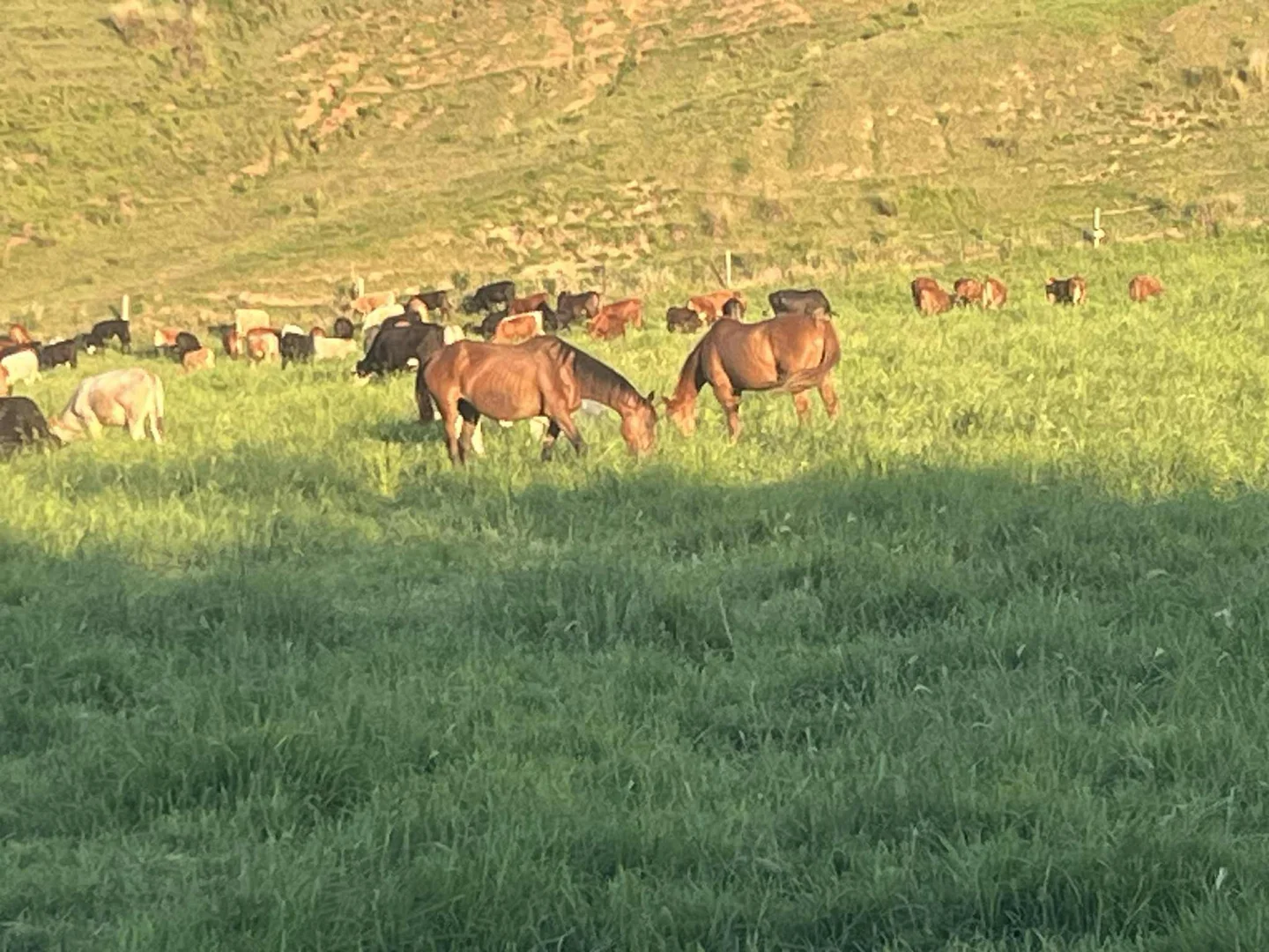 Additional image 18 of 18 Calico Creek Road, Long Flat QLD 4570