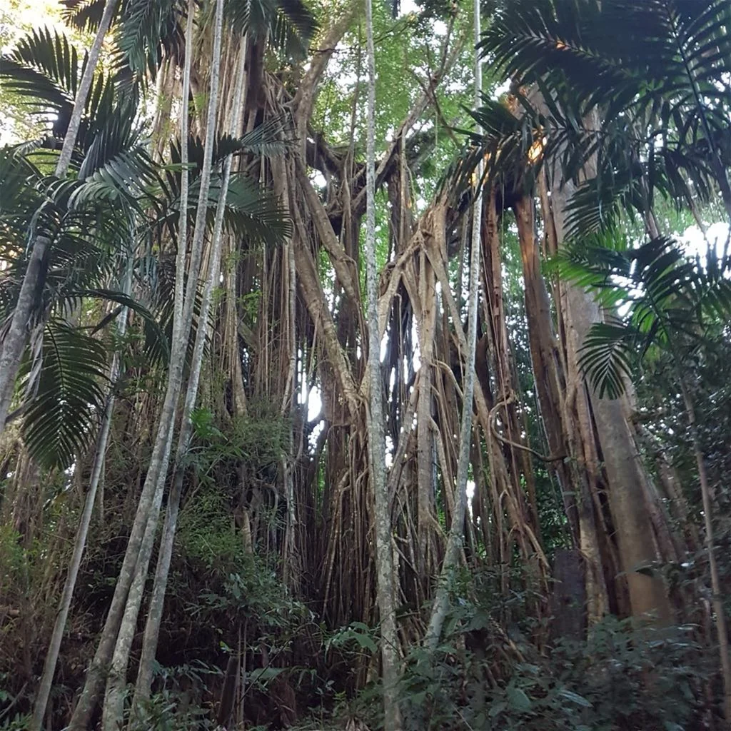 Additional image 7 of 29 Railway Avenue, Cooktown QLD 4895