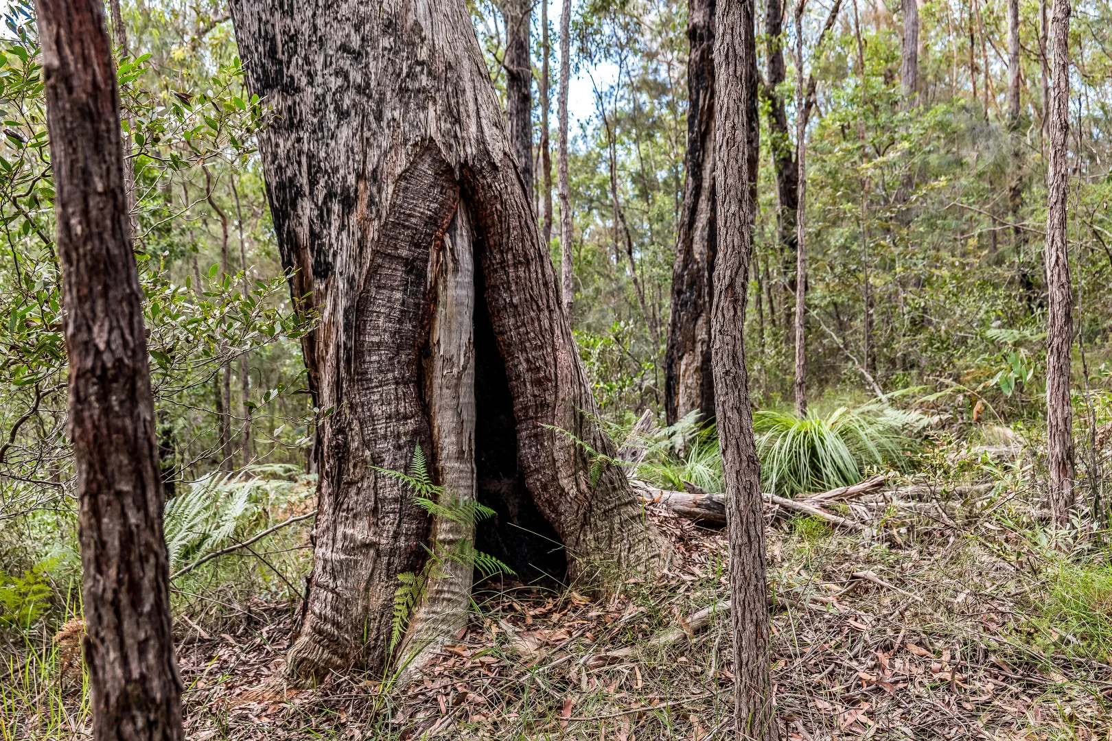 Additional image 13 of 2447 Sherwood Creek Road, Glenreagh NSW 2450