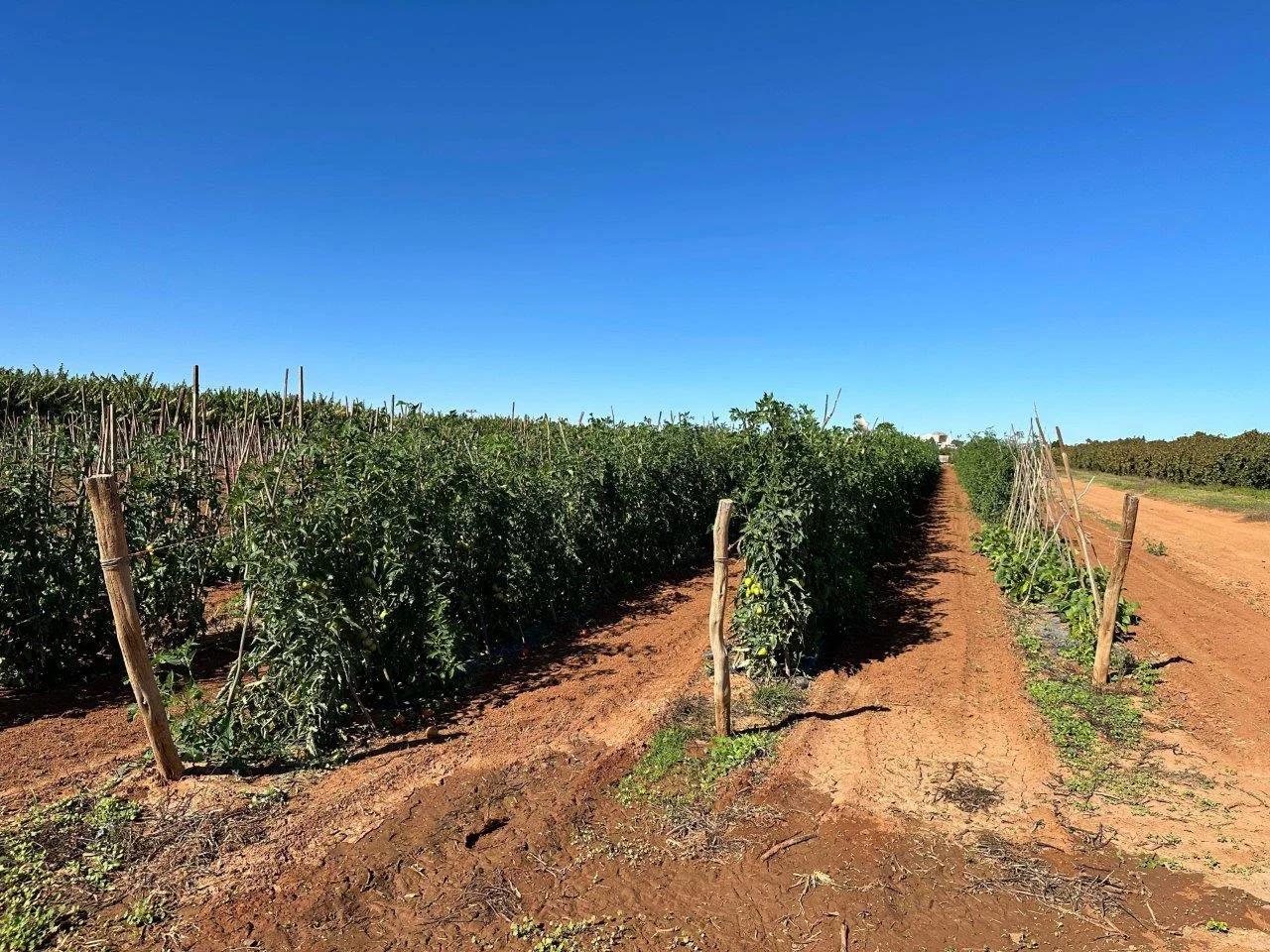 Additional image 22 of 11 Bibbawarra Road, Kingsford WA 6701