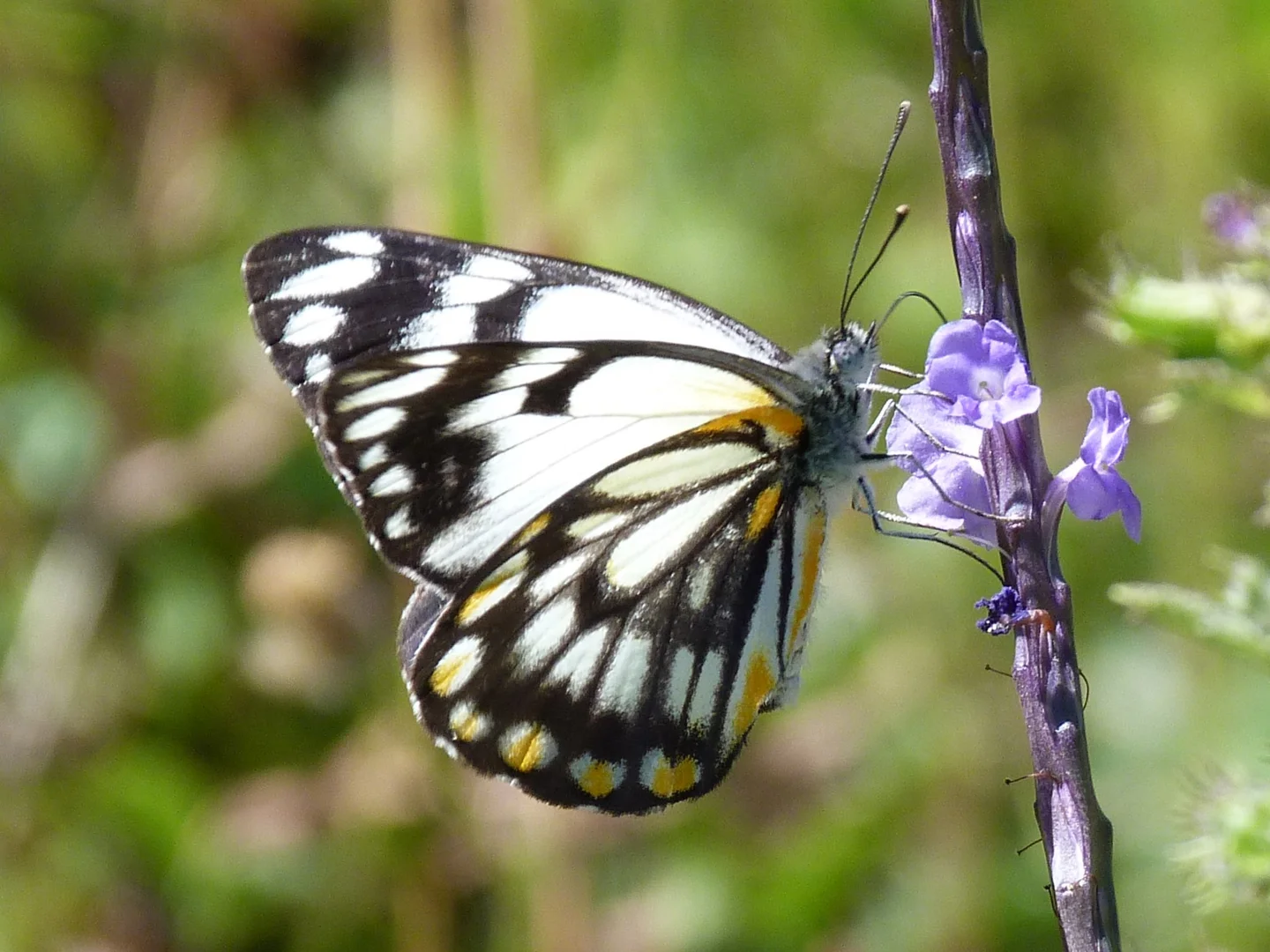 Additional image 34 of Notch Point Road, Ilbilbie QLD 4738