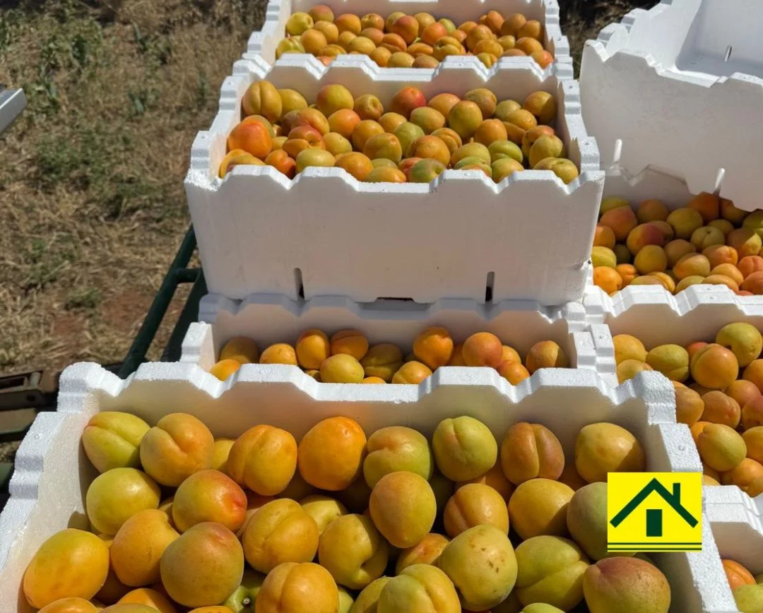 Additional image 6 of 231 Falkiner Avenue, Tresco VIC 3583