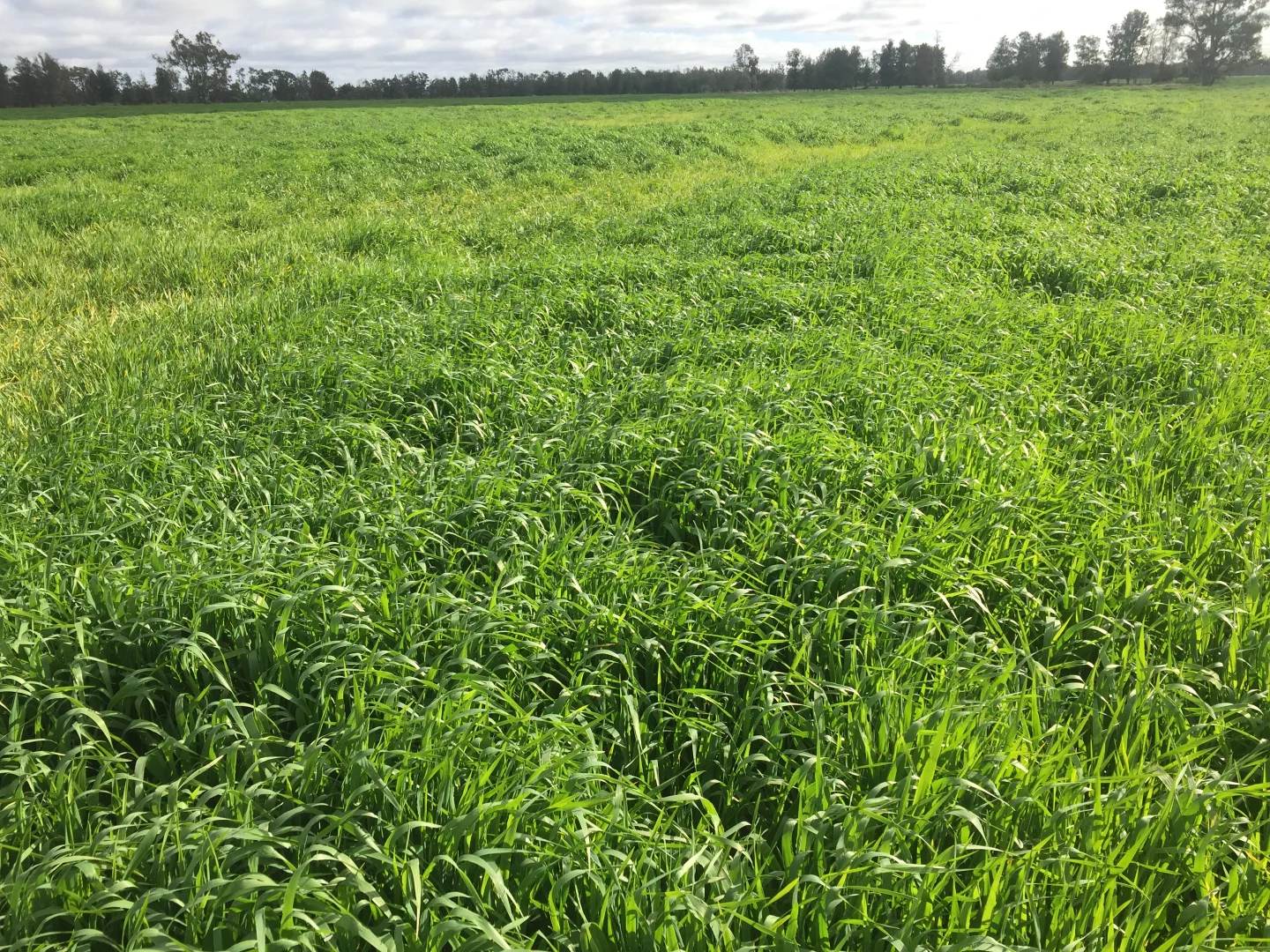 Additional image 2 of 31850 Cunningham Highway, Goondiwindi QLD 4390