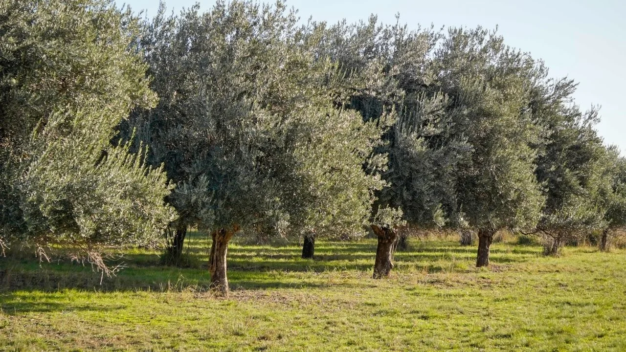 Additional image 19 of 3761 Neilrex Road, Neilrex NSW 2831