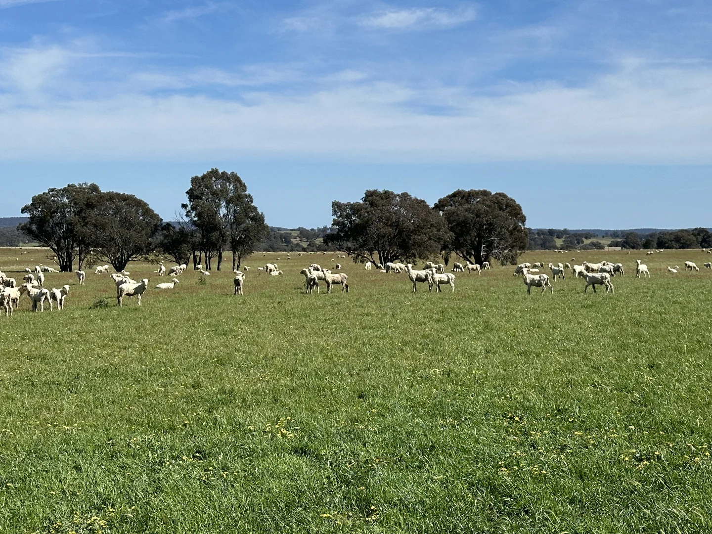 Additional image 5 of 424 Trebane Road, Crowther NSW 2803