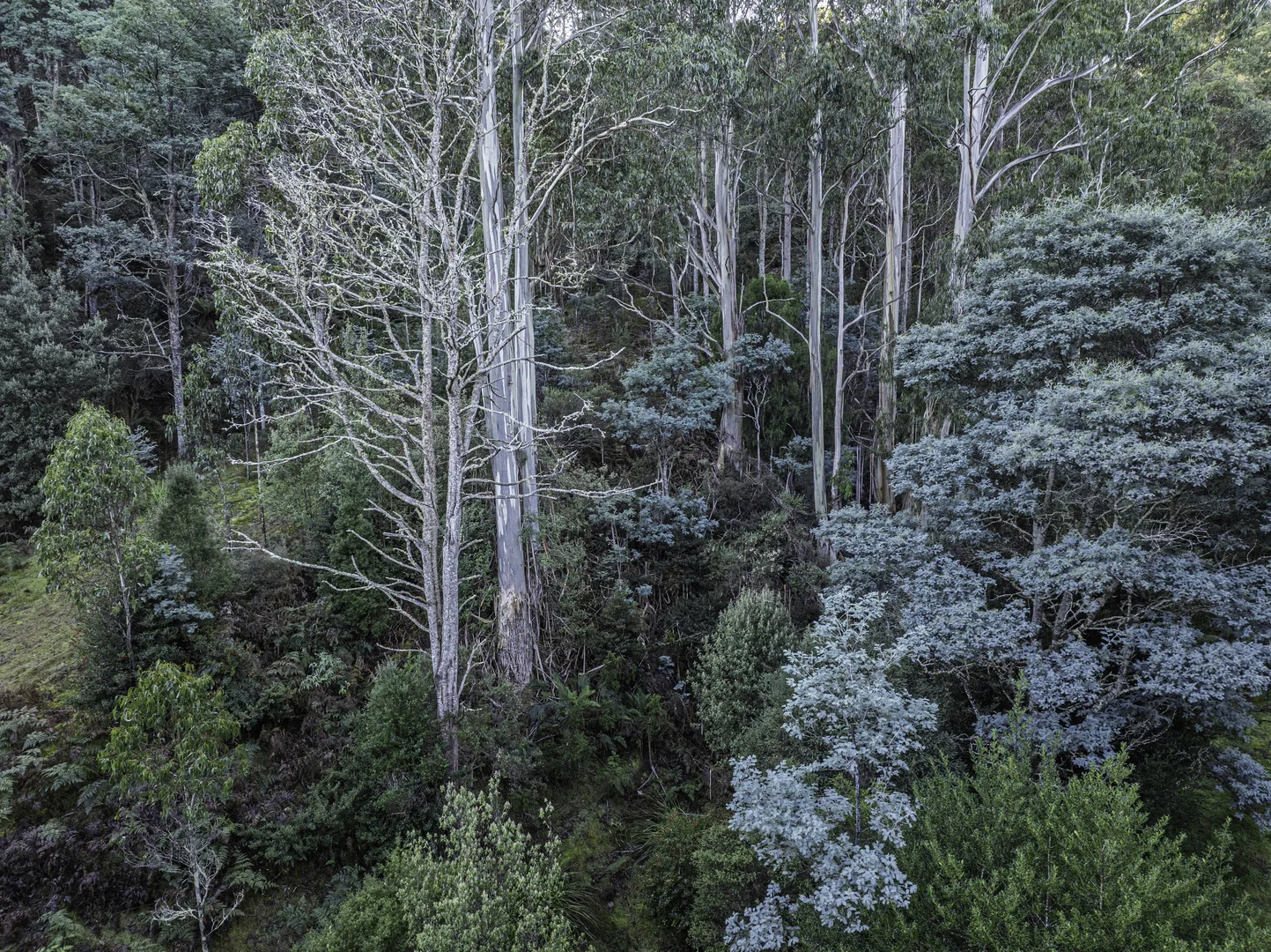 Additional image 22 of Judbury TAS 7109