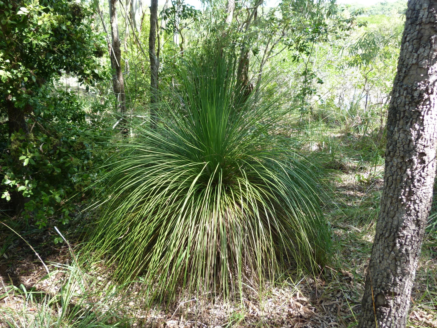 Additional image 30 of Notch Point Road, Ilbilbie QLD 4738