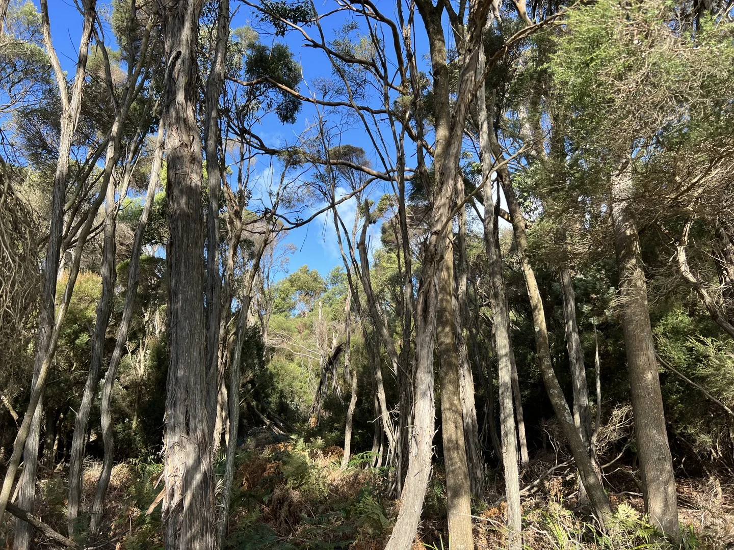 Additional image 4 of 1038 Pegarah Road, Naracoopa TAS 7256