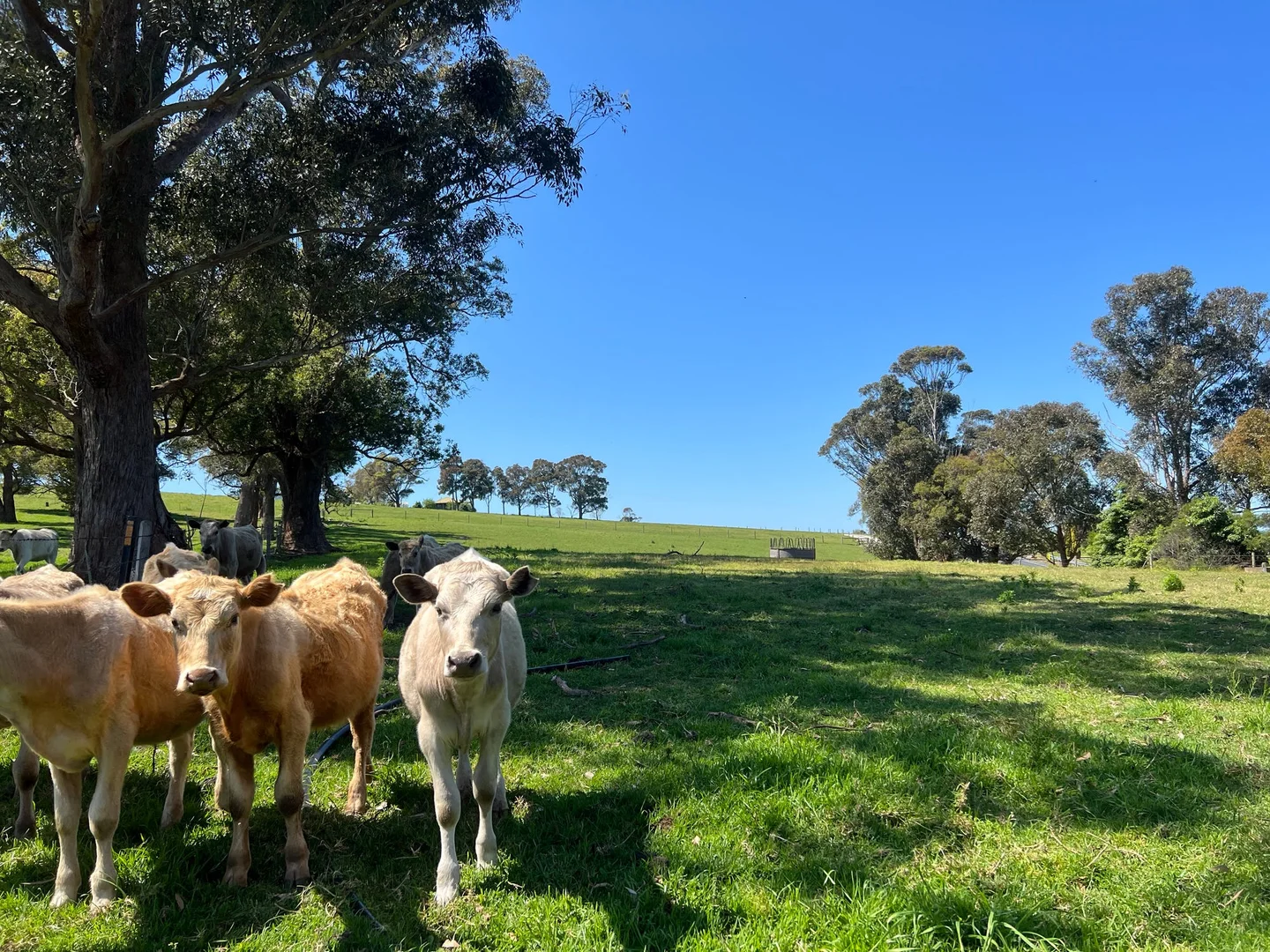 Additional image 5 of Lot 1, 389 Princes Highway, Orbost VIC 3888