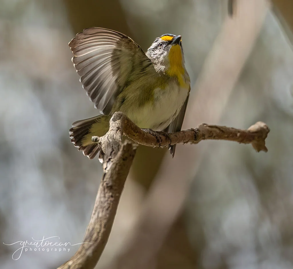 Additional image 15 of 30 Old Hordern Vale Access, Apollo Bay VIC 3233