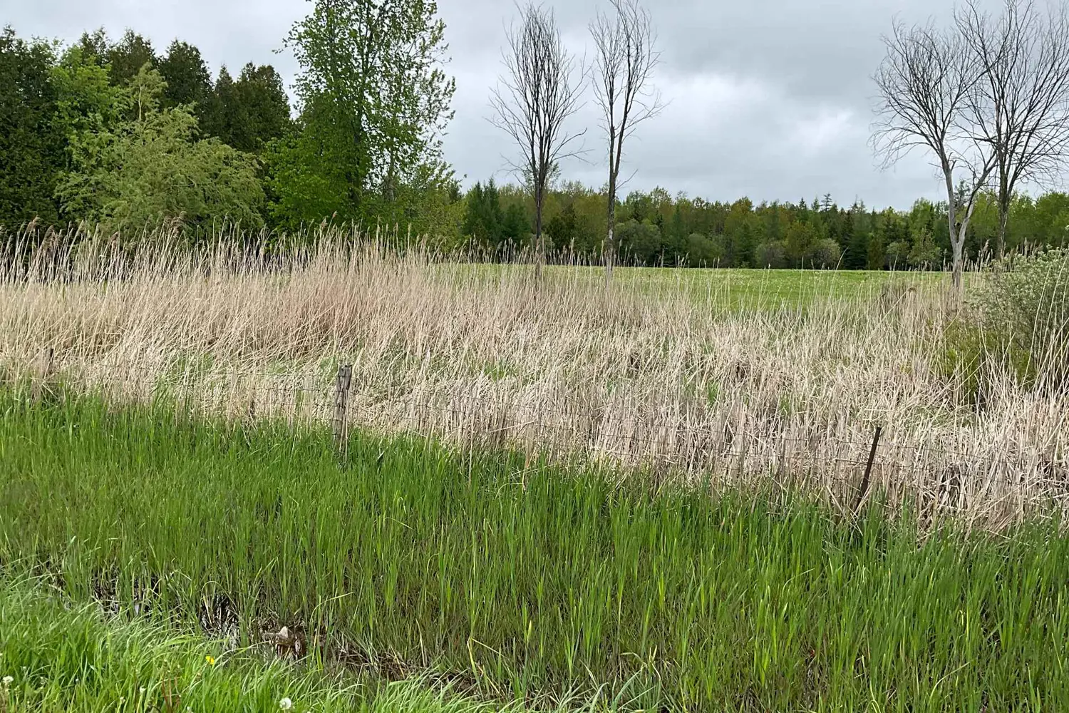 Additional image 7 of 5169 First Line