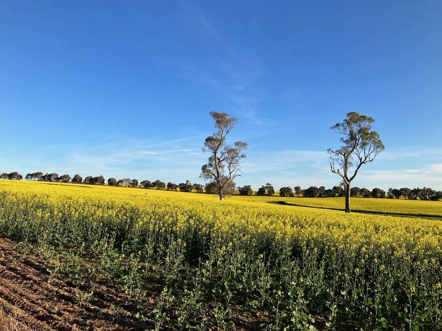 Additional image 14 of Kingsvale NSW 2587