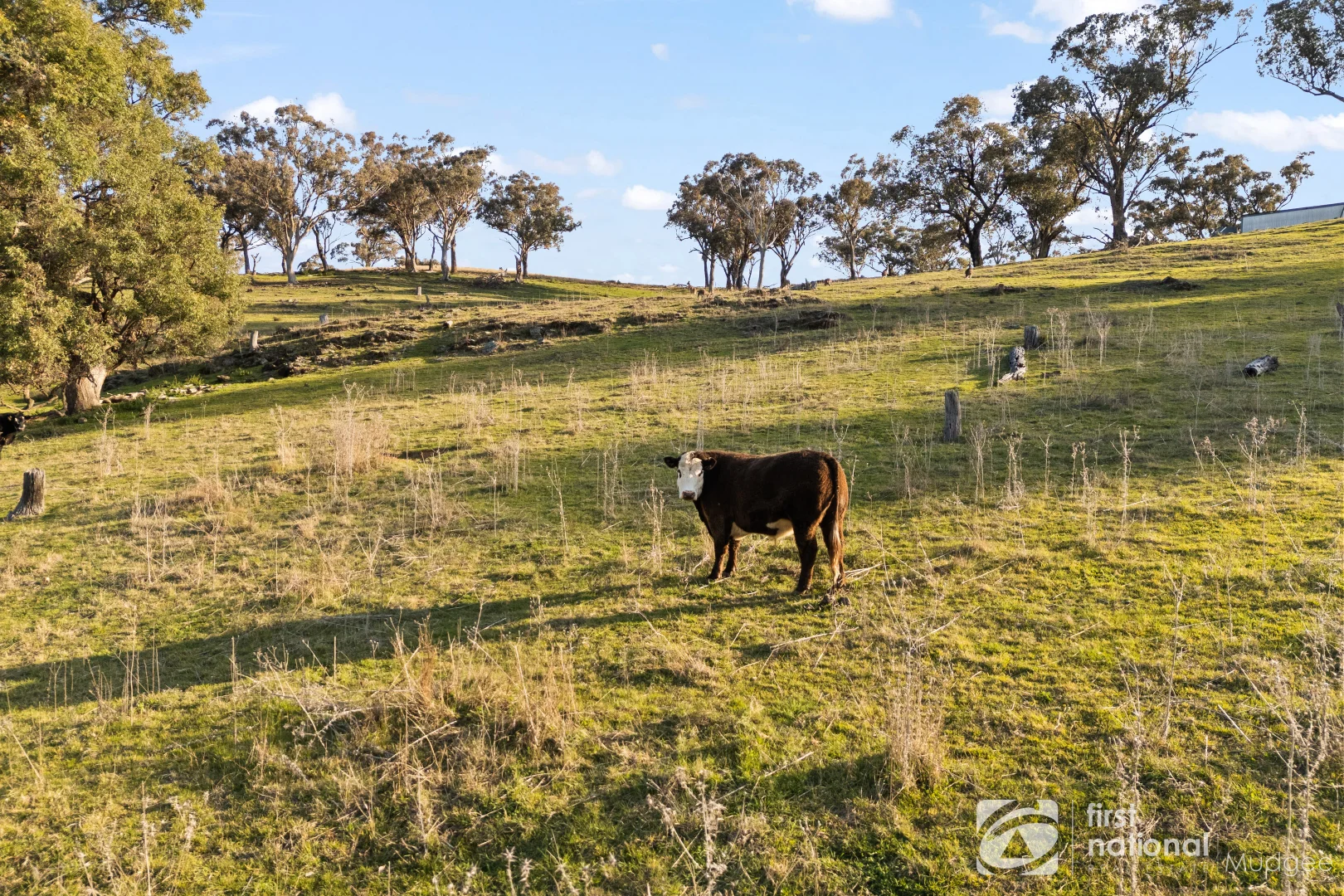 Additional image 21 of 2654 "Moonshine", Lue Road, Lue, Mudgee NSW 2850